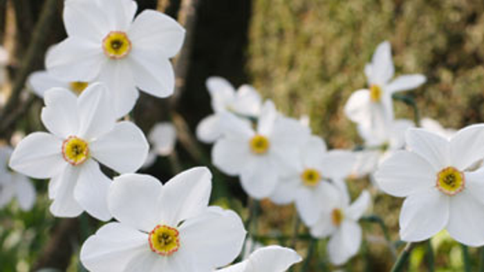 En behagelig og tæt samling af hvide narciser med gule midter.