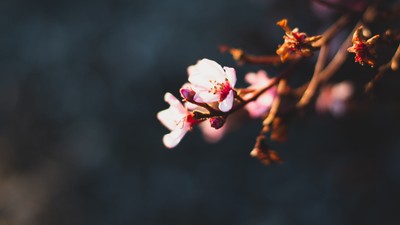 Lille bordkalender med tallet 1, placeret på en blød, hvid overflade.