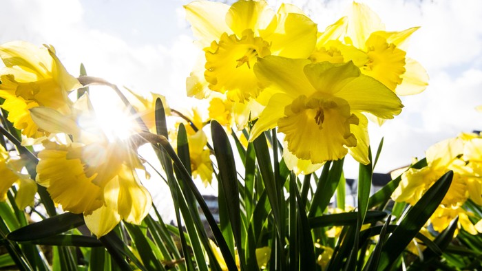 Guldaar med grønne blade under solskin
