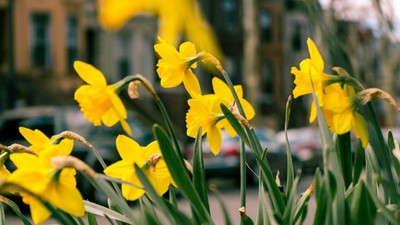 Leuchtend gelbe Narzissen vor unscharfem Stadtbild