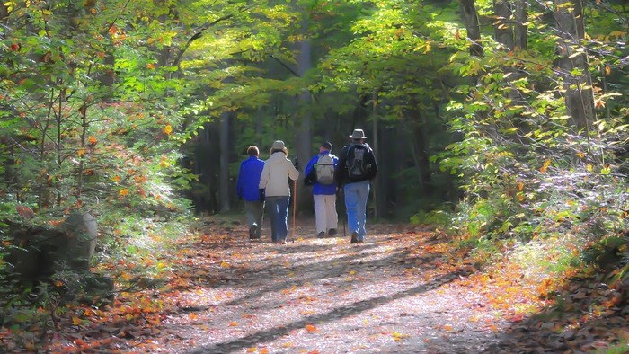Ein Gruppe von Menschen geht auf einem Waldweg spazieren