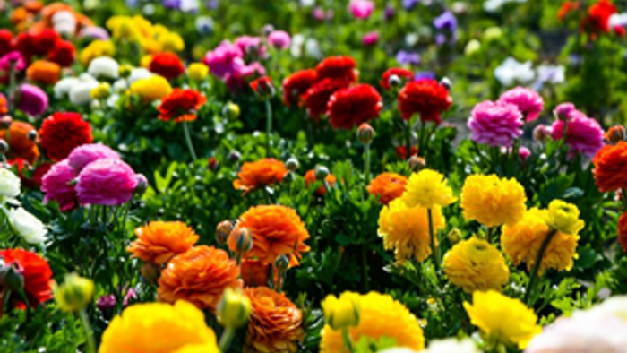 Lebendige, farbenfrohe Wildblumen auf einer üppigen, blühenden Wiese mit verschiedenen Farbtönen und Formen.