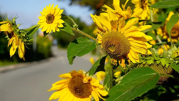 Solsikkeblomster langs med vejen