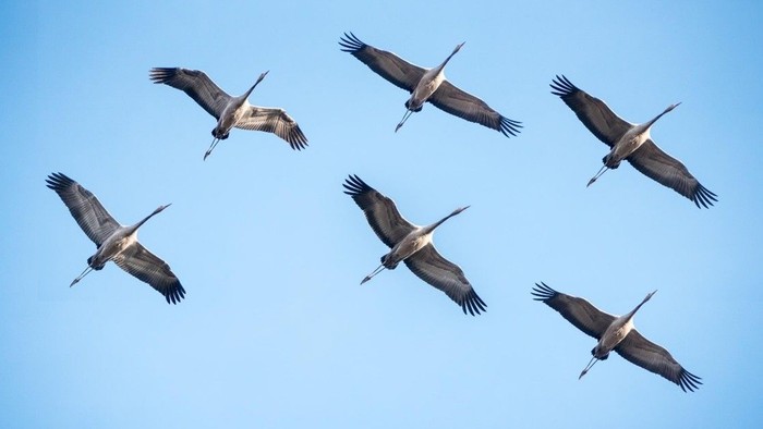 Syv fugle svæver elegant i formation mod en klar blå himmel.