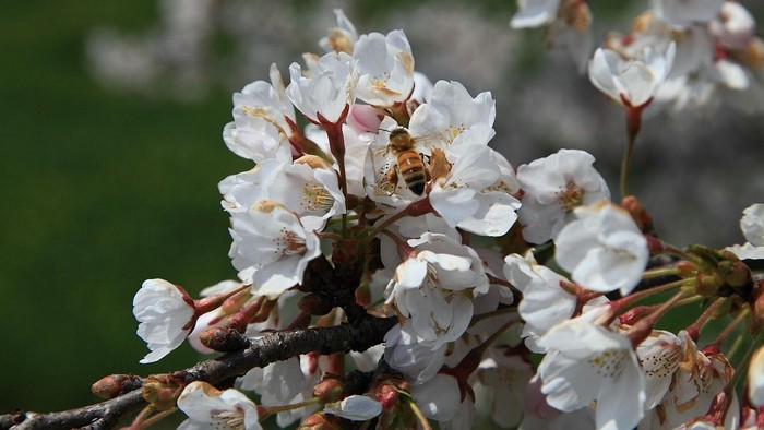 Eine Biene besucht zarte weiße Blüten an einem voll erblühten Baumzweig.