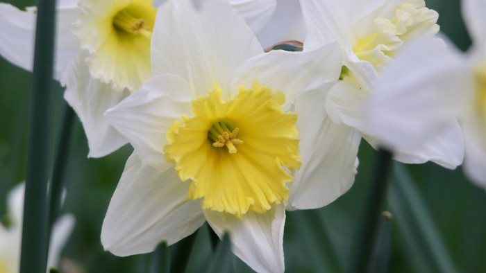 Nærbilleder af pinseliljer