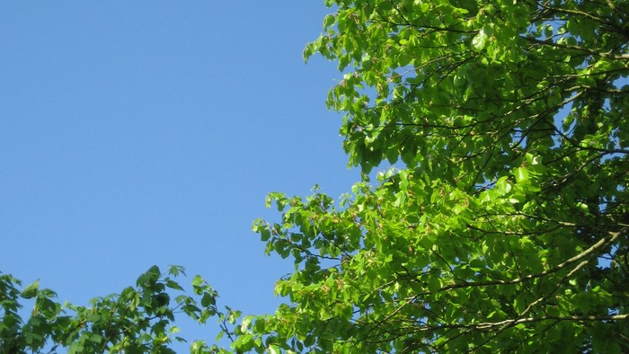 Grønne trægren med bladene mod en klar blå himmel