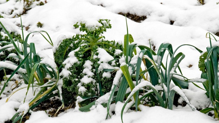 Snødekkede grønne planter.
