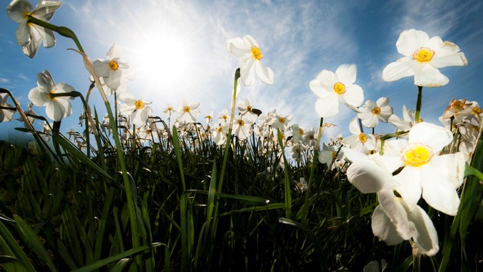 En mark med hvide krokus under en klar blå himmel.