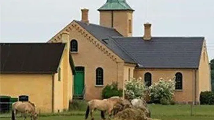 En idyllisk kirke med et grønt spir omgivet af græssende får på en landlig mark.