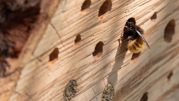 Eine Biene untersucht eine hölzerne Oberfläche mit mehreren kleinen Löchern, aus denen an einigen Wespennester herausragen.