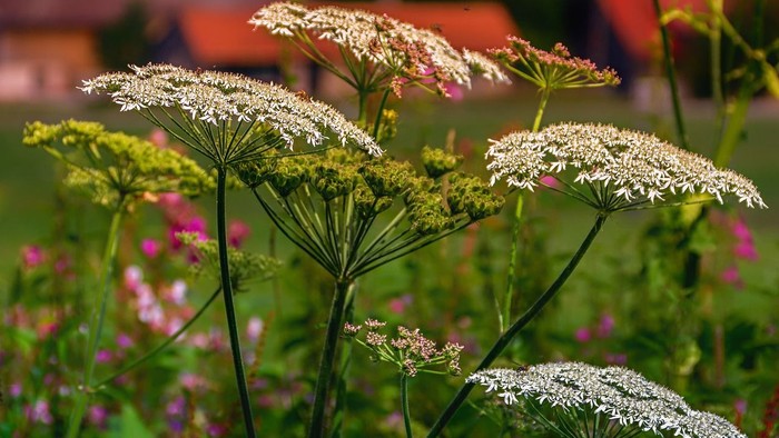 Lebhafte Wildblumen mit filigraner weißer Wilde Möhre, die zwischen buntem Grün und anderen Blüten blühen.