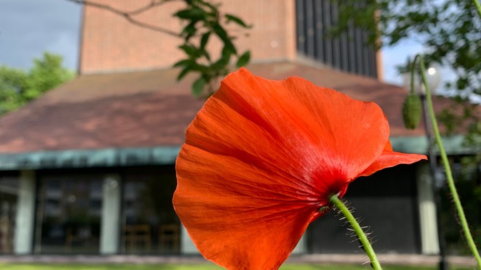 En rød poppel blomster foran et moderne hus.