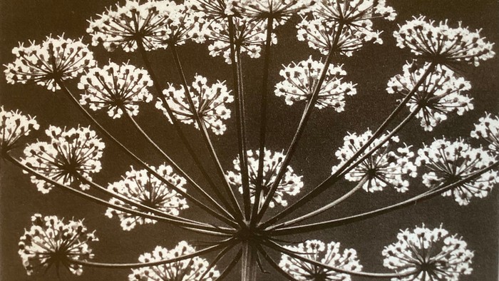 Ein auffälliges Schwarz-Weiß-Foto eines detaillierten Wiesenkerbel-Blütenstands in filigraner Ausführung.
