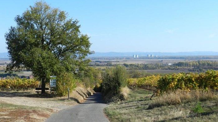 Ein Feldweg führt durch eine grüne Landschaft mit Bäumen und Weinbergen unter einem klaren blauen Himmel.