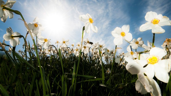 En mark med mange hvide og gule krokus under en klar blå himmel.
