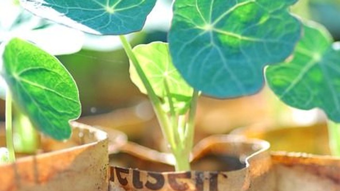 Pflanzen in Zeitungsrollen