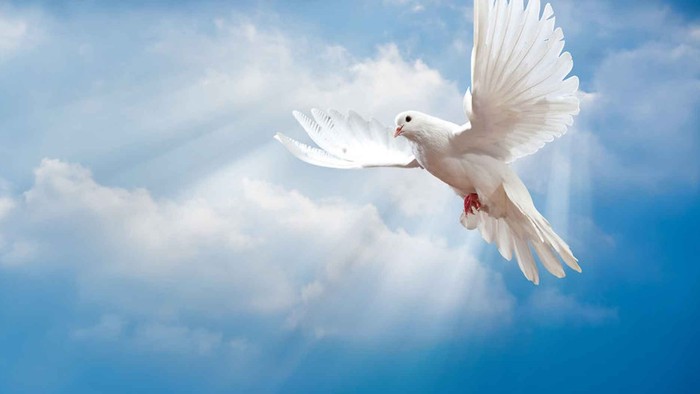 En hvid duve flyver gennem et blødt, blåt himmelrom