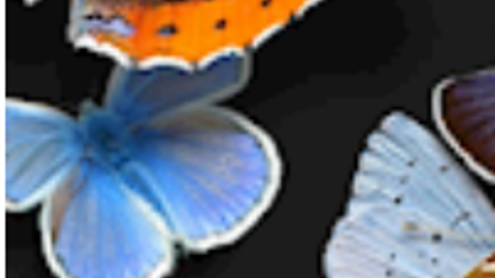 Bogomslag med titlen *