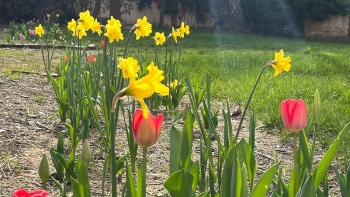 Farbenfrohe Frühlingsblumen im Garten mit gelben Narzissen und roten Tulpen