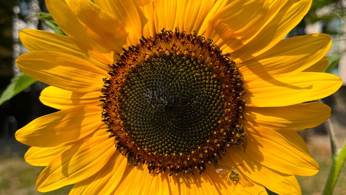 gelbe große Blume in der Sonne