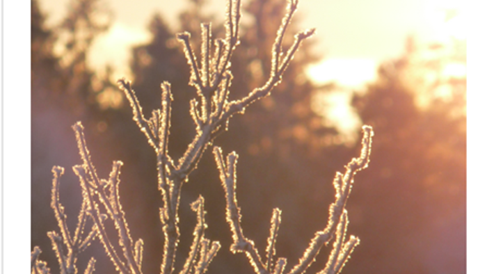 Plakat med tekst og træbillede