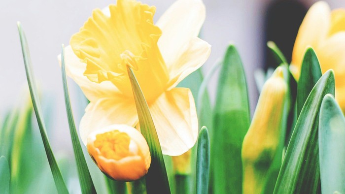 Leuchtend gelbe Narzissen, die zwischen lebhaft grünen Blättern in einer Nahaufnahme blühen.