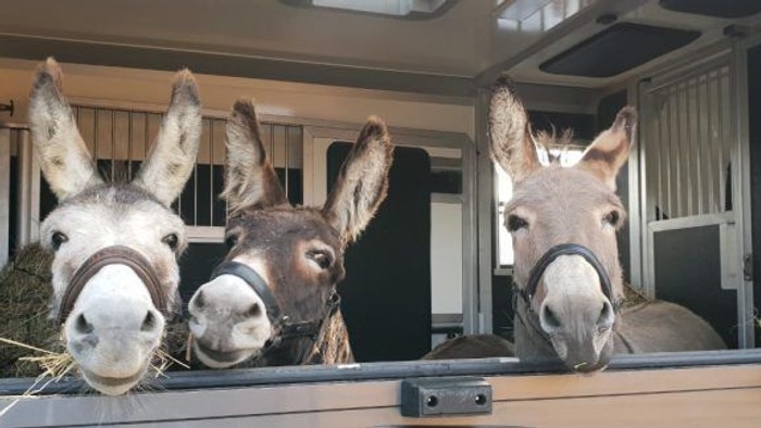 Three donkeys sticking their heads out of a trailer, looking curiously.