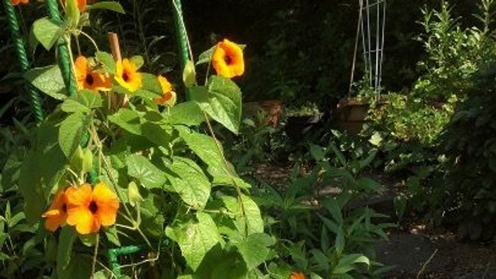 Pflanze (Schwarzäugige Susanne) in einem privaten Garten