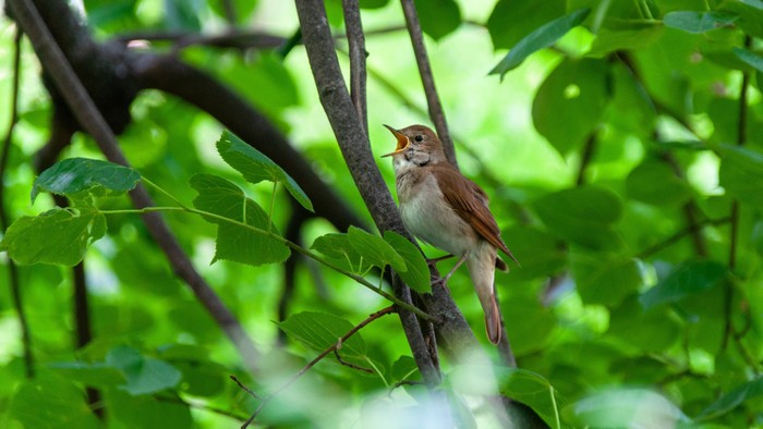 Ein kleiner Vogel saß im üppigen grünen Laub und sang zwischen dichten Baumzweigen.