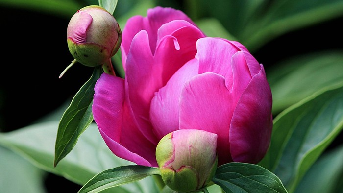 Eine leuchtend rosa Pfingstrose mit zwei Knospen, umgeben von grünen Blättern.