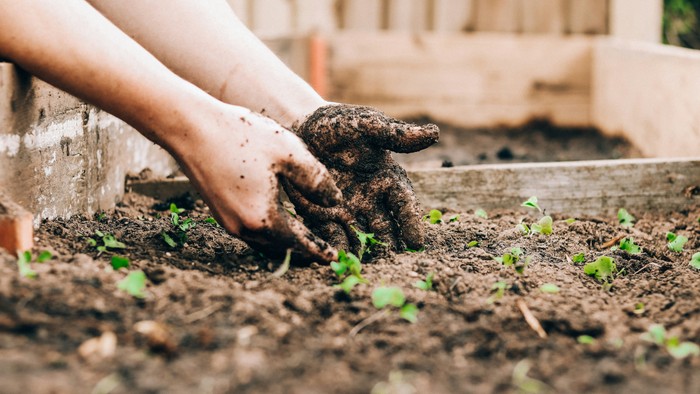Hände, die junge Setzlinge in reichhaltige, vorbereitete Gartenerde pflanzen.