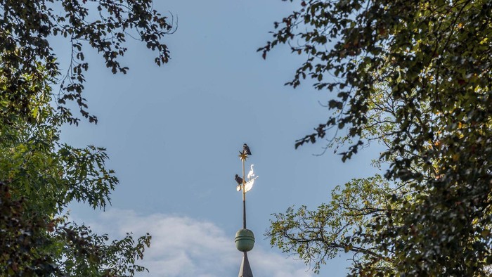 Wetterhahn auf einer hohen Turmspitze, eingerahmt von belaubten Baumzweigen unter einem klaren Himmel.