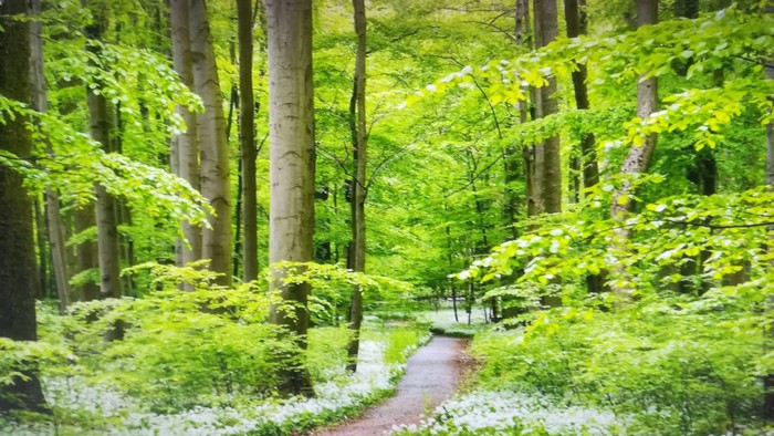 Wald