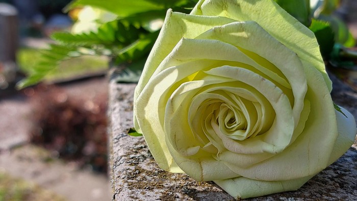 Eine zarte weiße Rose liegt auf einem steinernen Sims, umgeben von grünem Laub.