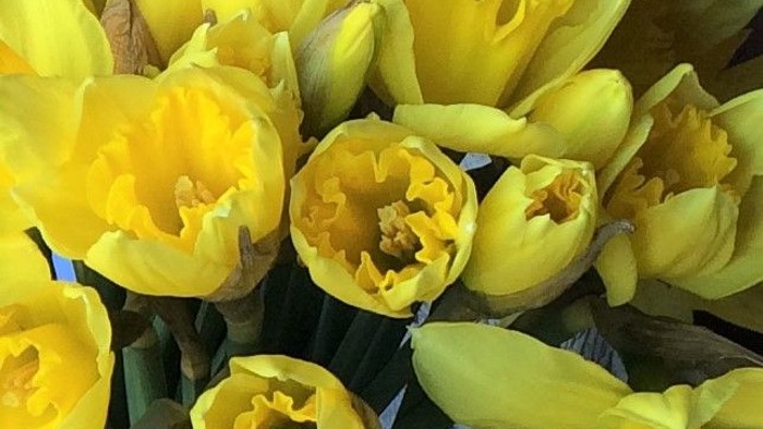 Guldaar i fuld blomstring