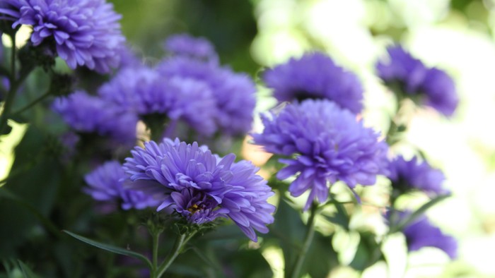 Blå blomster i en blomsterbevoksning