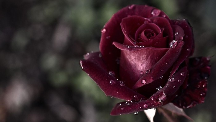 Eine Nahaufnahme einer dunkelroten Rose mit Tautropfen.