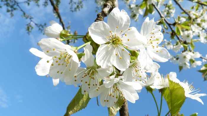 Blühende Kirschblütenzweige vor blauem Himmel