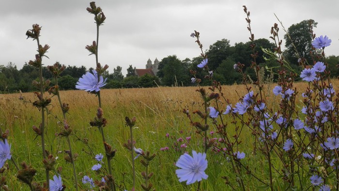 En åben mark med blå blomster og træer i baggrunden
