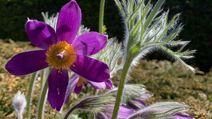 Lyse lilla kobjælder blomstrer mellem grønt løv under en klar blå himmel.