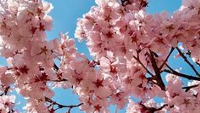 Livlige lyserøde kirsebærblomster blomstrer mod en klar, lysende blå himmel.