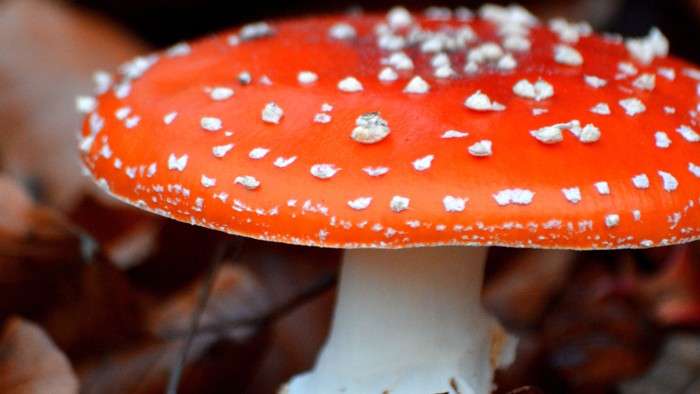Lysende rød svamp med hvide pletter, der vokser mellem faldne efterårsblade.