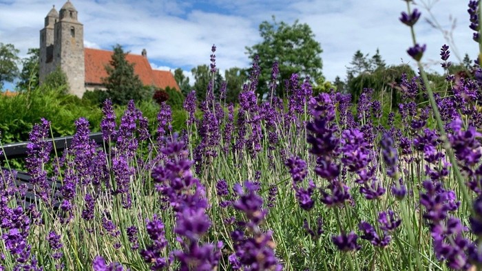 En blomsterhave med violette lavender og en kirke i baggrunden