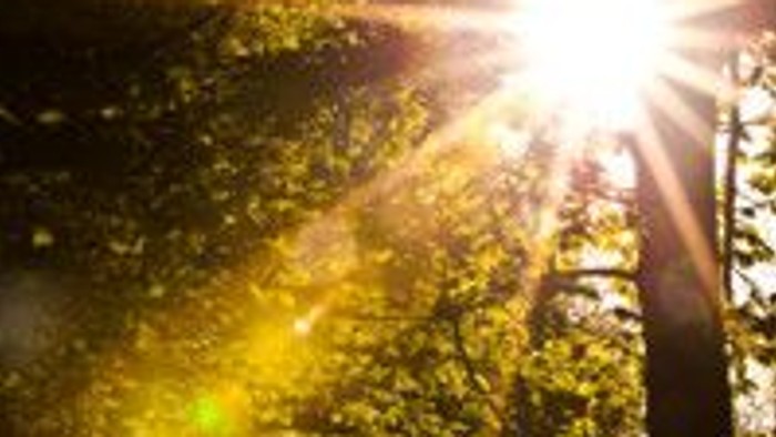 Solskin stråler gennem tætte træer i en skov.