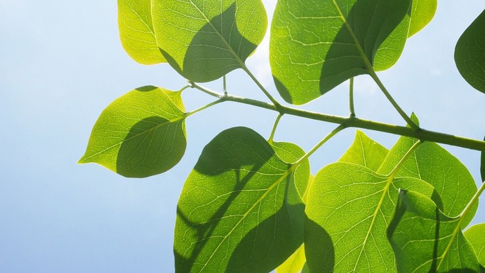 Frische grüne Blätter vor blauem Himmel