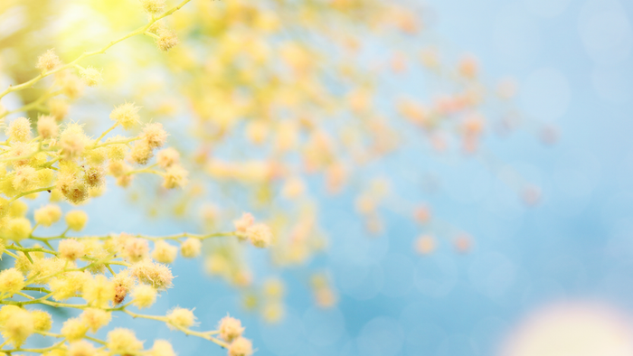 Blühende gelbe Blumen vor blauem Himmel