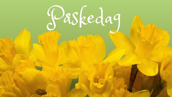 Gule påskeliljer på en grøn baggrund. Der står Påskedag i toppen af billedet med hvid tekst
