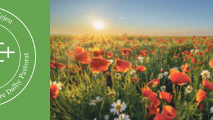 En farverig blomstereng med røde og hvide blomster ved solnedgang