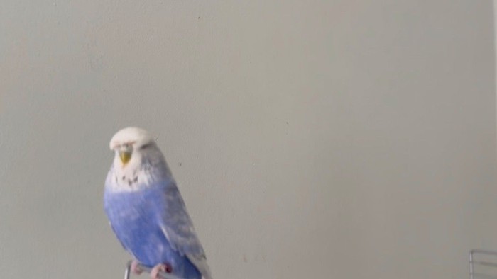 En blå og hvid parakit sidder på en overflade indendørs.